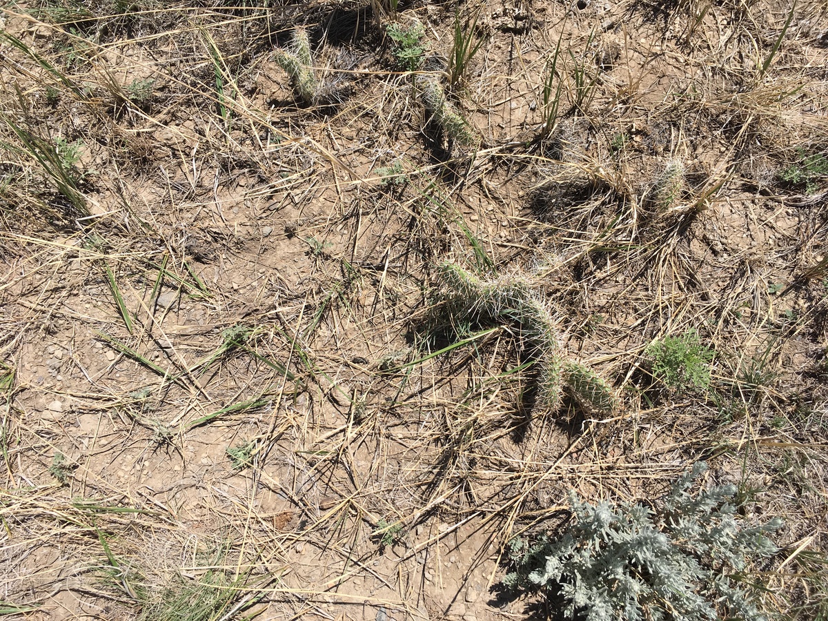 Ground cover (lots of prickly pear)