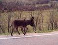 #3: Minature Burro grazing by highway C12