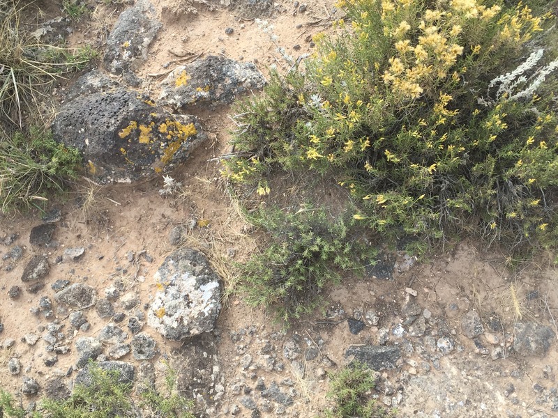 Ground cover at the confluence point. 