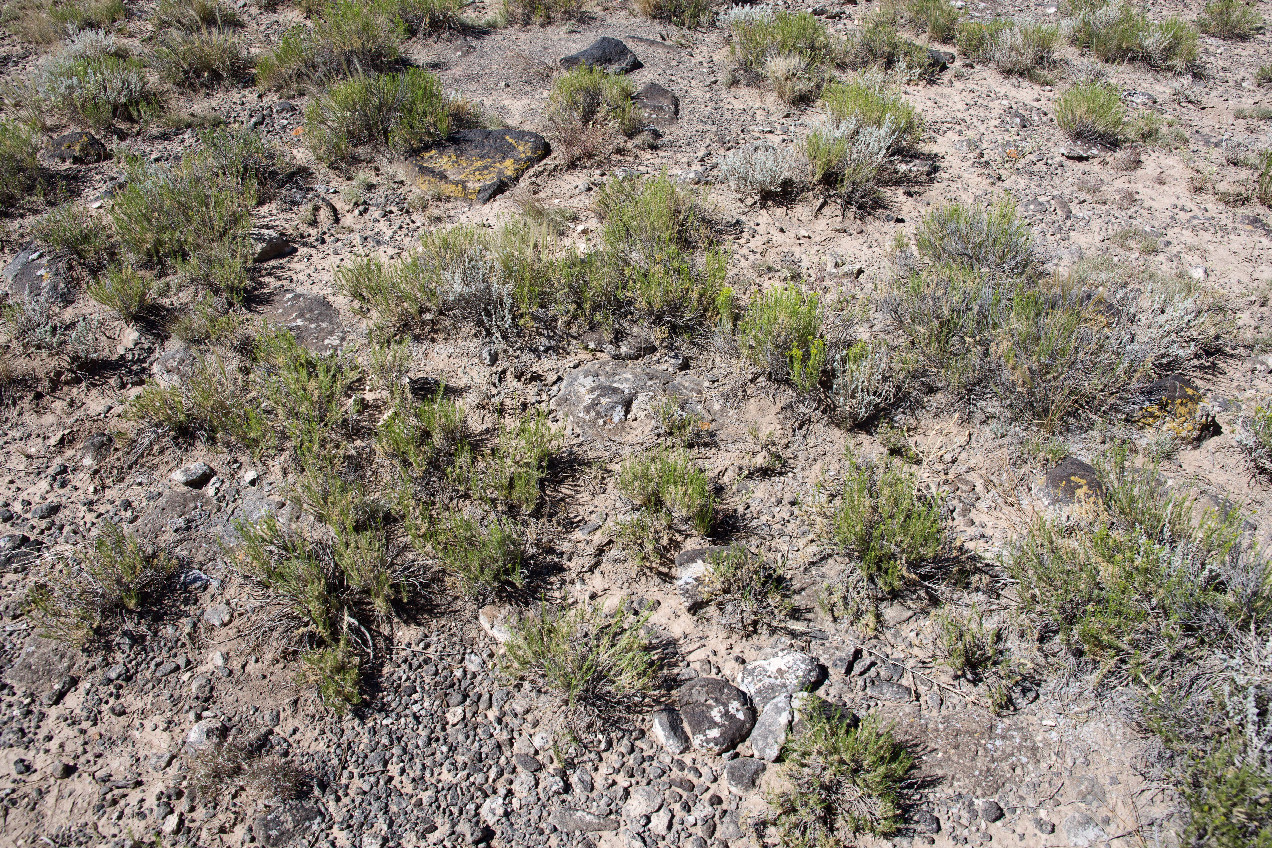 Ground cover at the confluence point