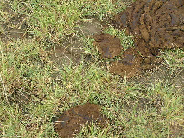 Groundcover at confluence site.