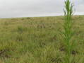 #3: Looking northwest from the confluence.