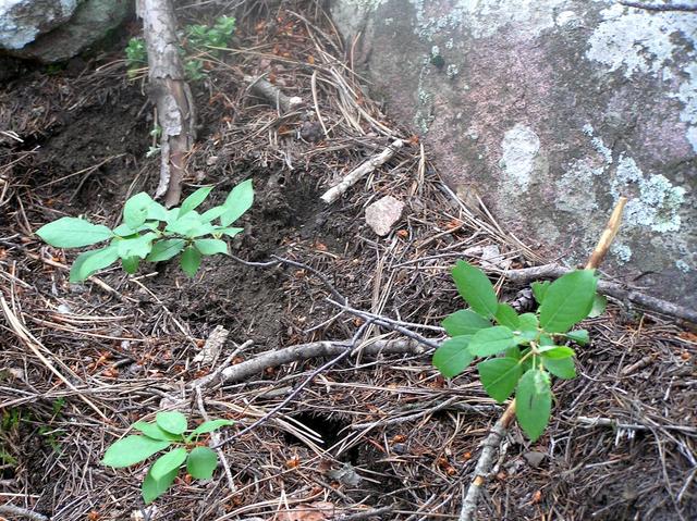 Ground ground cover present at 38 North 105 West.