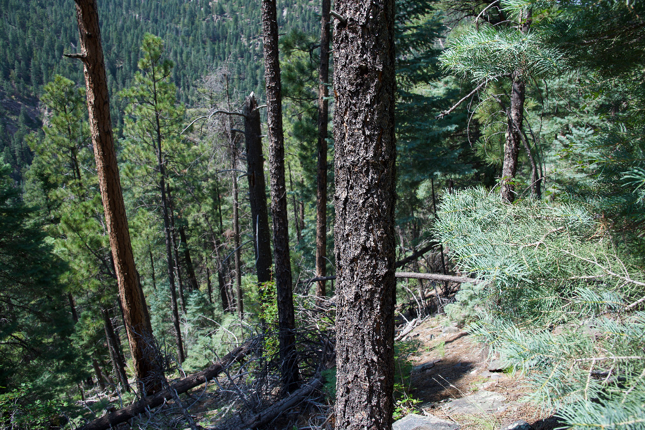 Looking north, down a steep slope towards the confluence point, 297 feet away