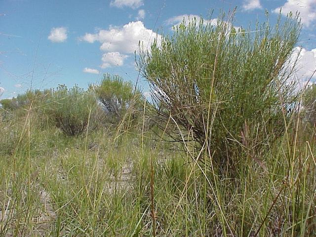 Ground cover at the confluence site.