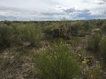 #4: View to the south from the confluence.