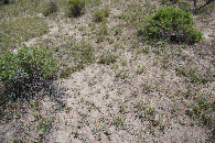 #5: Ground cover at the confluence point