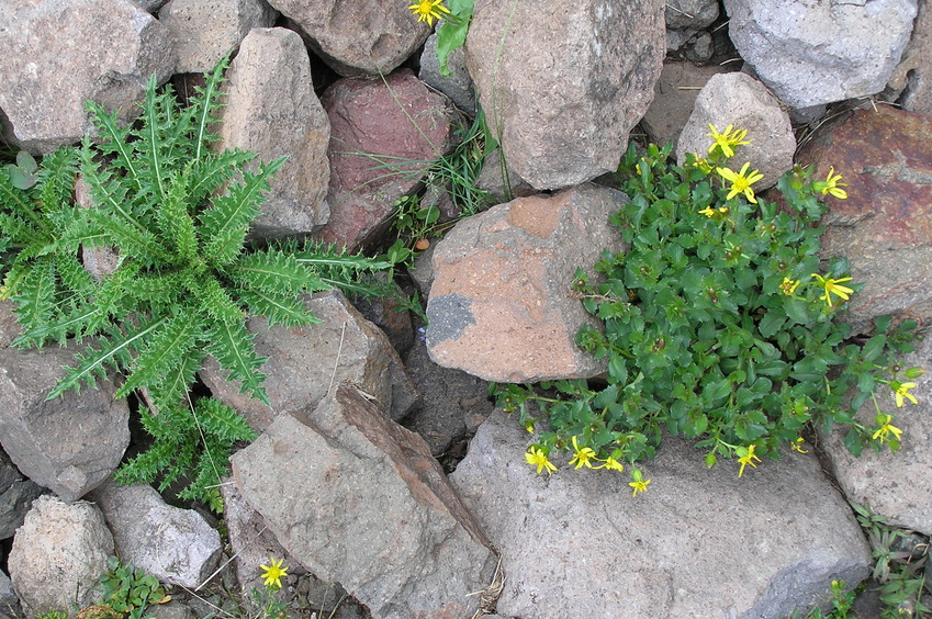 Typical Ground-cover