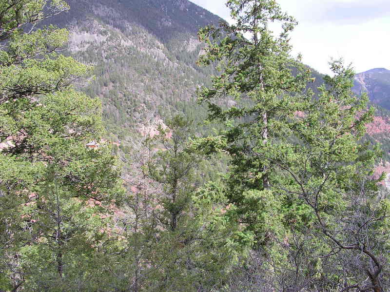 View South (towards Sawpit, which is obscured by trees here)