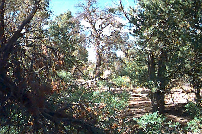 Looking north from the confluence.