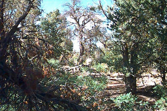 #1: Looking north from the confluence.