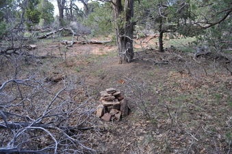 #1: The confluence point lies in a thin pine forest