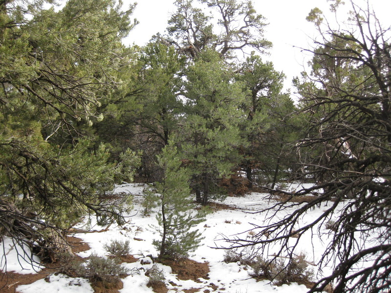 View to the south out of the grove