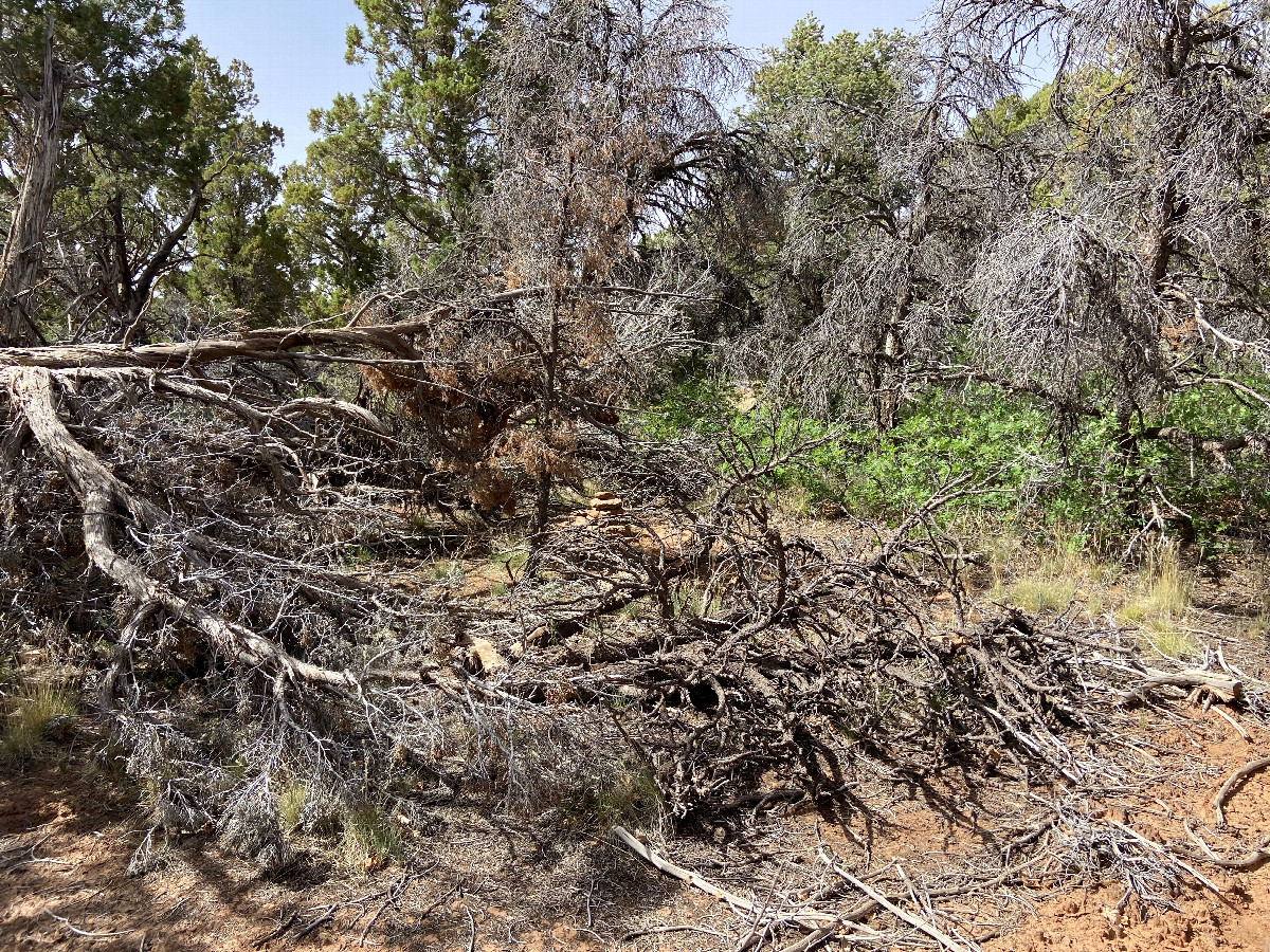 The site of 38 North 109 West, looking north, in the mid-distance before the dead trees. 