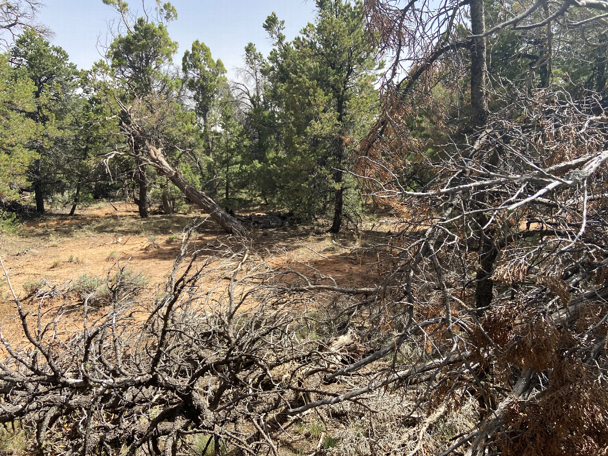 View to the south from the confluence point.