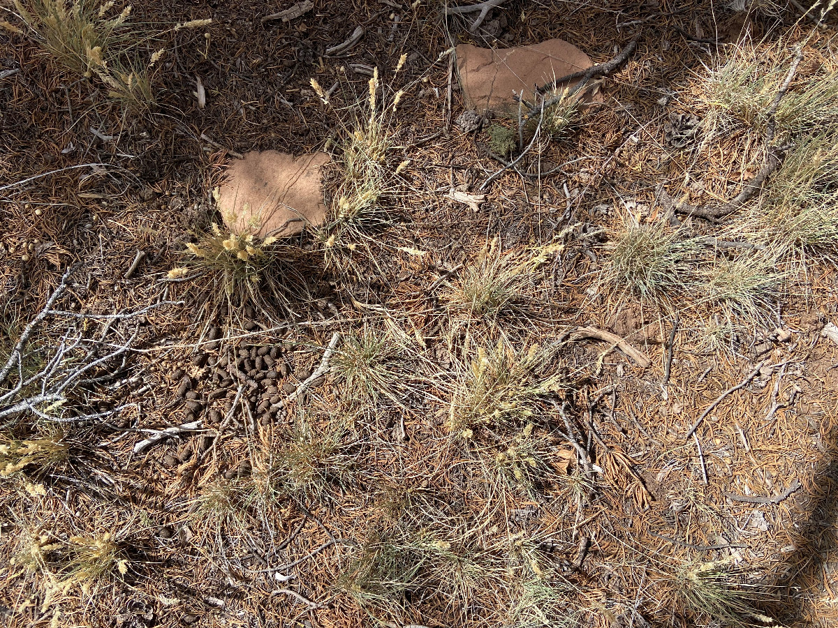 Ground cover at the confluence point--watch your footing!  Cacti abound. 