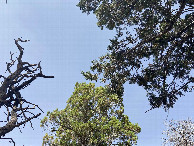 #8: Sky view from the confluence point. 