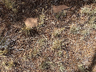 #9: Ground cover at the confluence point--watch your footing!  Cacti abound. 