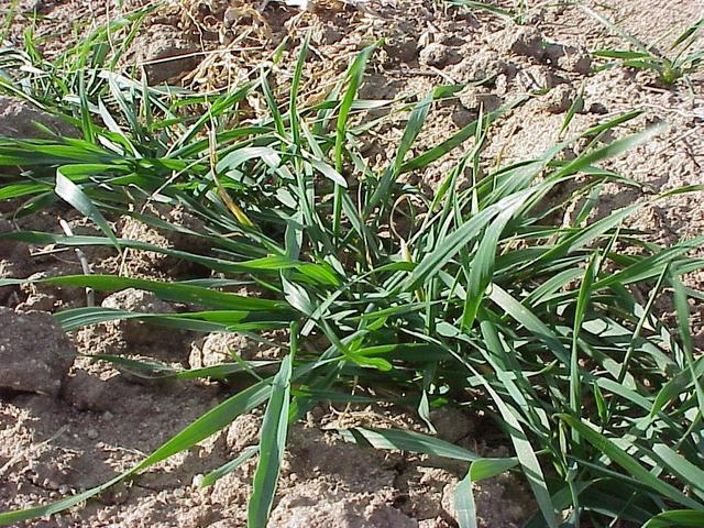 Ground cover at the confluence site on the Great Plains.