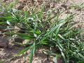 #8: Ground cover at the confluence site on the Great Plains.