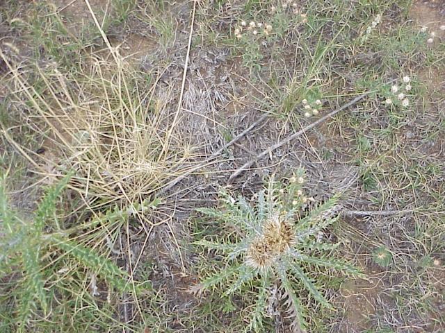 Ground cover of the high plains at the confluence site.