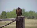 #4: Falcon guarding the gate that proved to be the start of our foot journey.