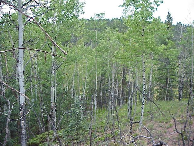 View to the north from the confluence site.