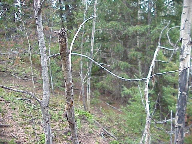 View to the west from the confluence site.