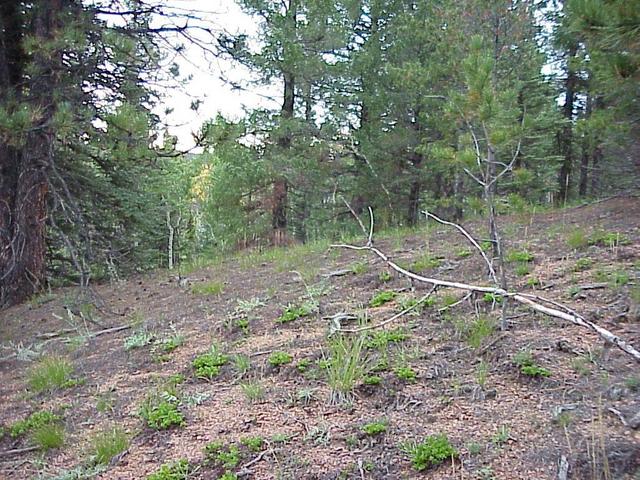 View to the east from the confluence site.