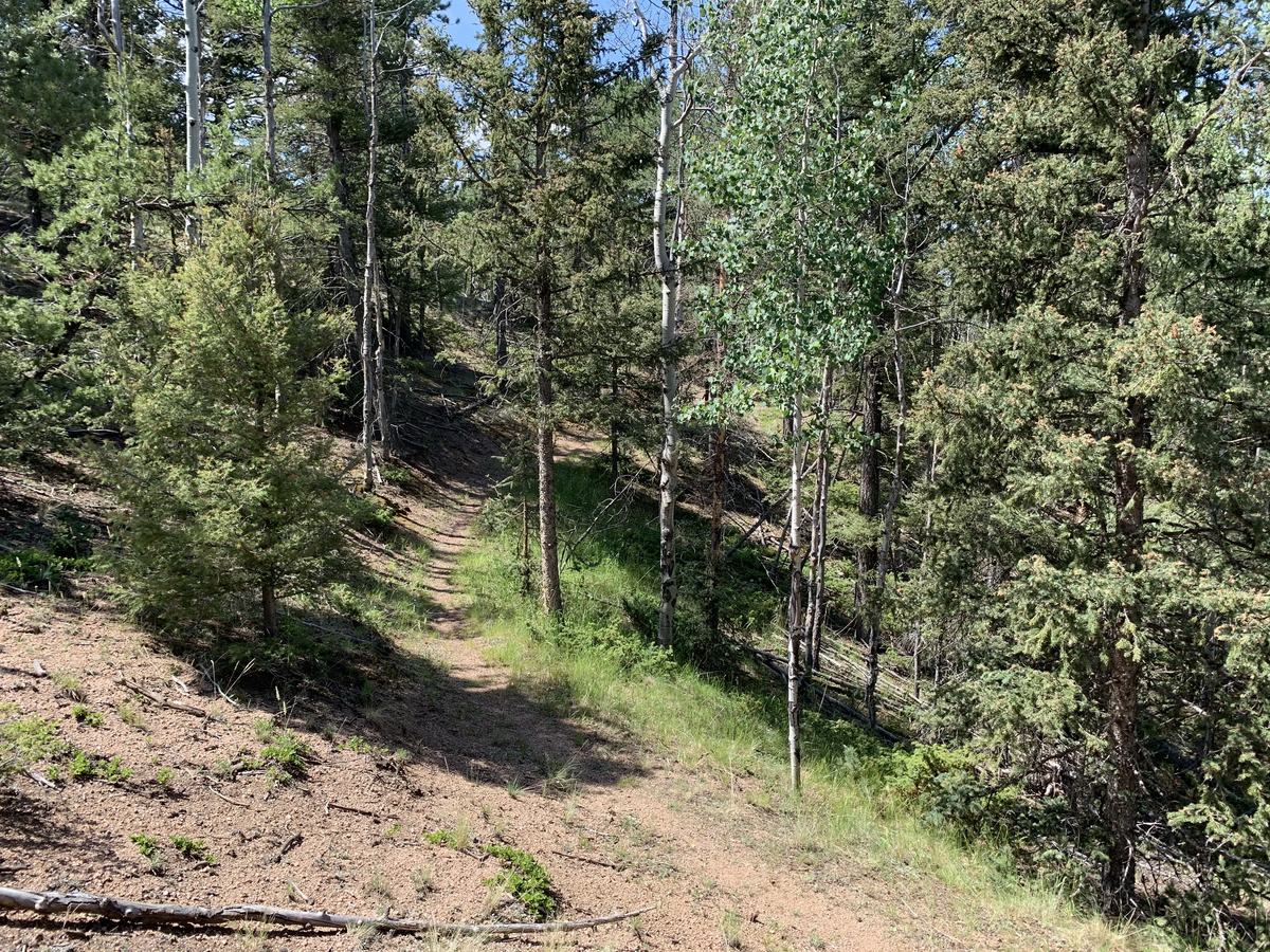 West view towards a trail