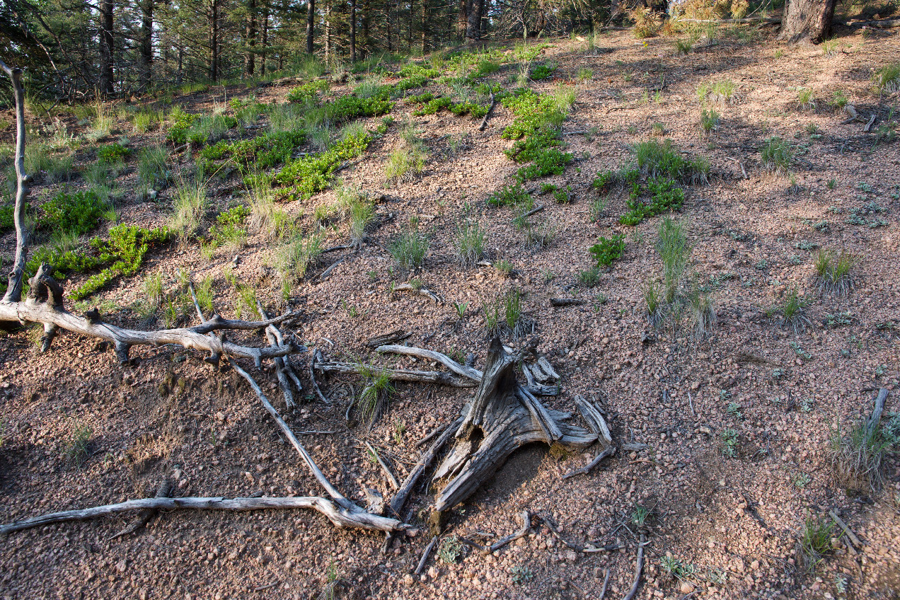 Ground cover at the confluence point