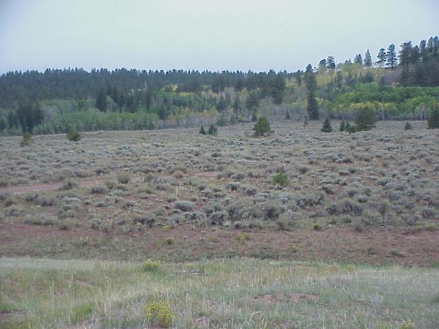 View to the south from the confluence.