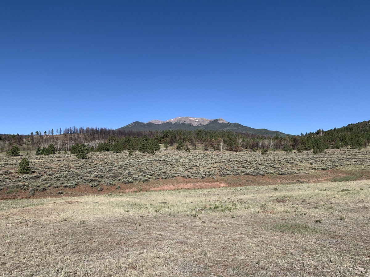 Looking west from the confluence point towards the Buffalo Peaks