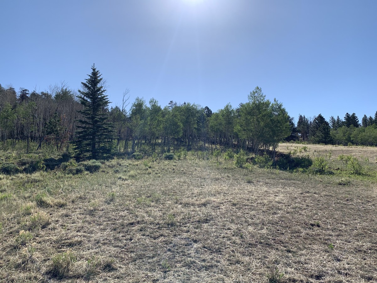 Looking east from the confluence point