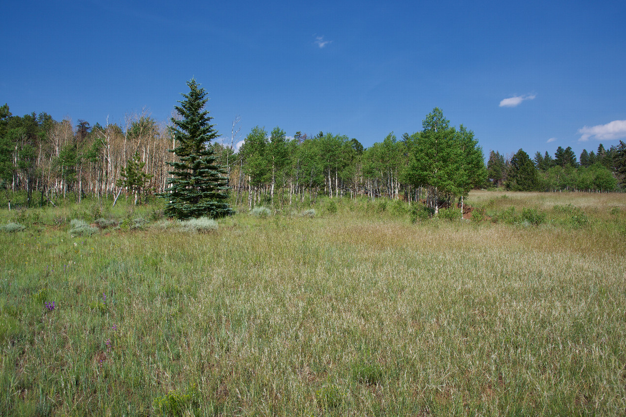 The confluence point lies in grassland, within the Pike-San Isabel National Forest.  (This is also a view to the East.)