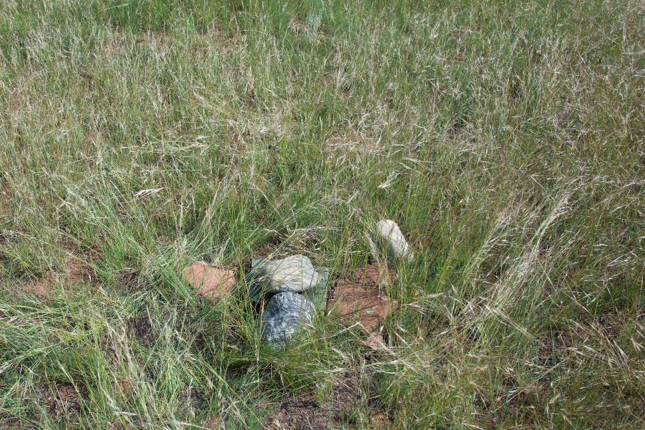 Ground cover at the confluence point