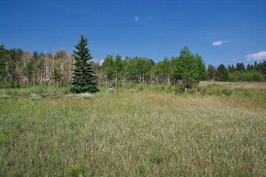 #1: The confluence point lies in grassland, within the Pike-San Isabel National Forest.  (This is also a view to the East.)