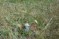 #5: Ground cover at the confluence point