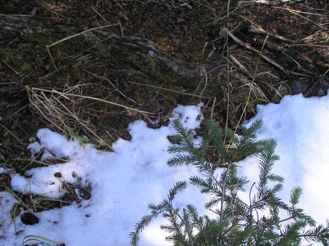 Ground cover at the confluence.