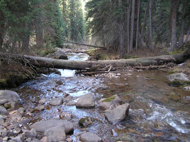 Rustler Gulch, 40 meters west of the confluence.