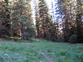 #1: View south from clearing.  Confluence is behind the cluster of trees where two fallen trees converge at the confluence.