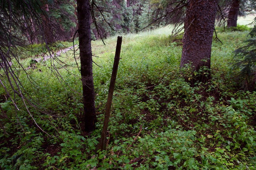 The confluence point lies in forest, 200 feet east of a creek (Rustler’s Gulch)