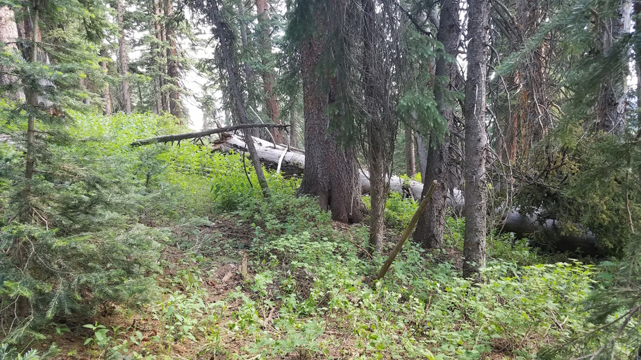 View south to the confluence, just to the right of the small pine tree on the left