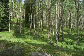 #1: 39 N; 108 W Looking West over the confluence point