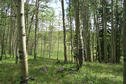 #2: Looking East toward highway 65 (about 1 to 1-1/4 miles) over the Grand Mesa