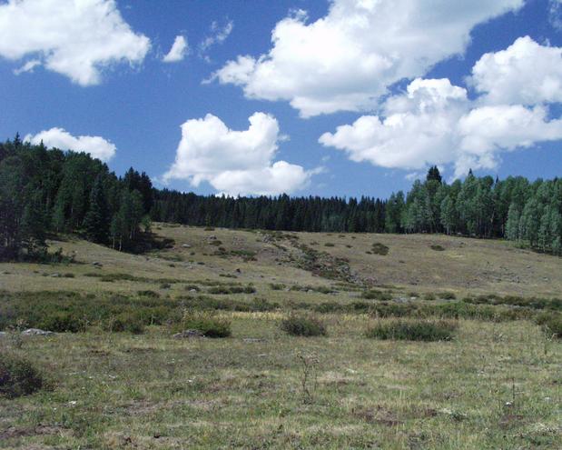 a clearing near the confluence