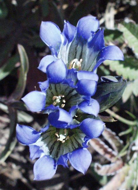 wildflowers