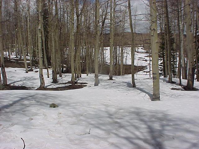 Site of 39 North 108 West, looking northeast toward the meadow, on top of the Grand Mesa.