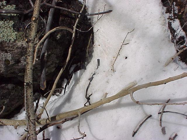 Ground cover at the confluence site.