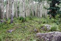 #5: The confluence point lies in a grove of Aspen trees, next to a hiking trail